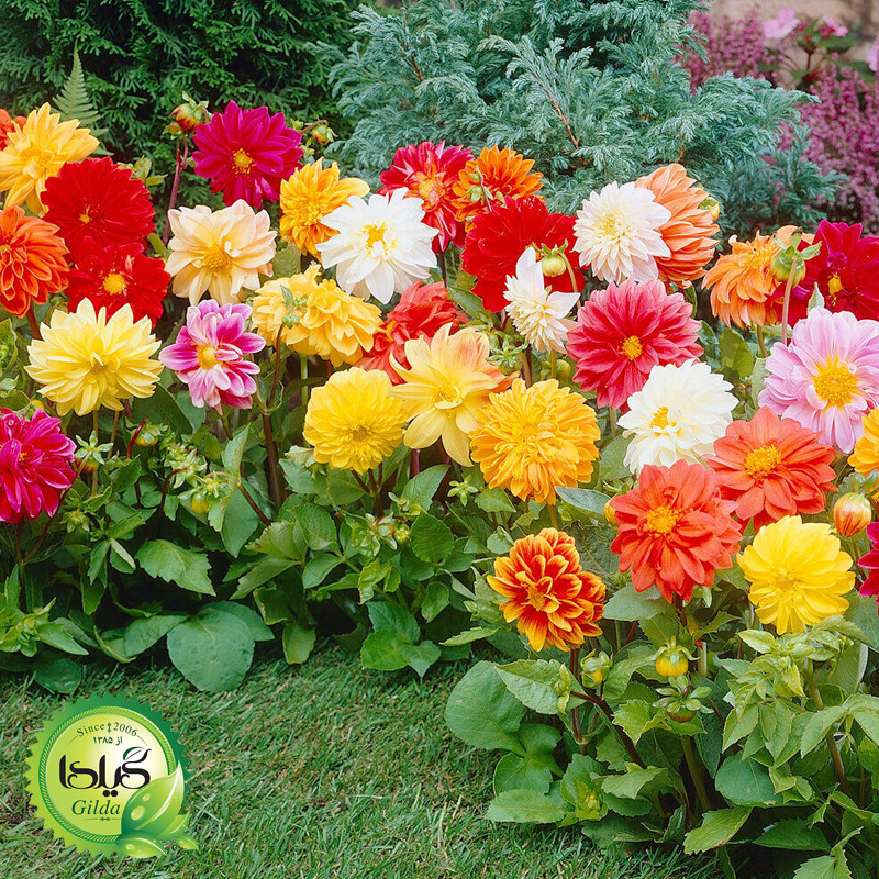 بذر کوکب الوان گیلدا کد 861