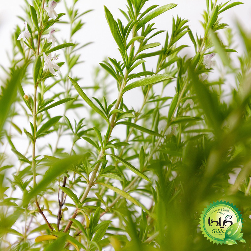 بذر سبزی خوردن گیلدا کد 097 مجموعه 10 عددی