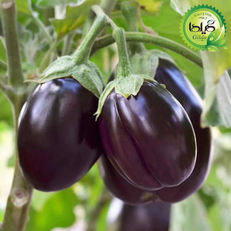 بذر صیفی جات گلدانی گیلدا کد 094 مجموعه 10 عددی