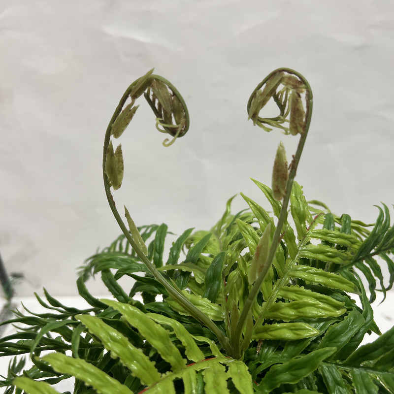گل مصنوعی مدل بوته سرخس ریل