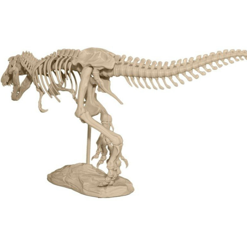 مجسمه مدل T-Rex Skeleton