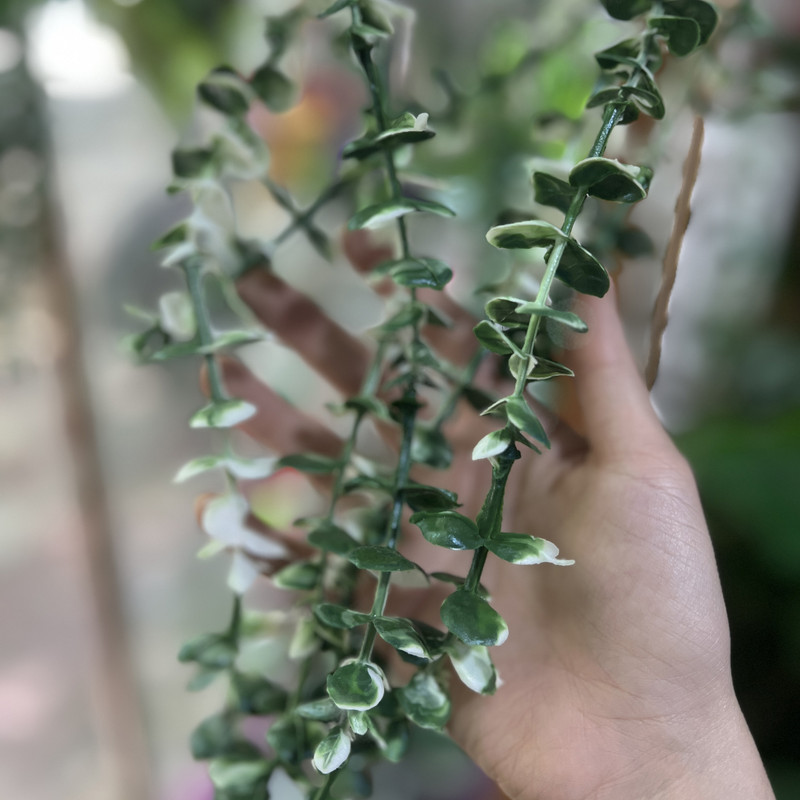 گلدان دکوری خمره‌ای با گل مصنوعی شمشاد برفی، ابعاد 10×10×45 سانتی‌متر، وزن 200 گرم
