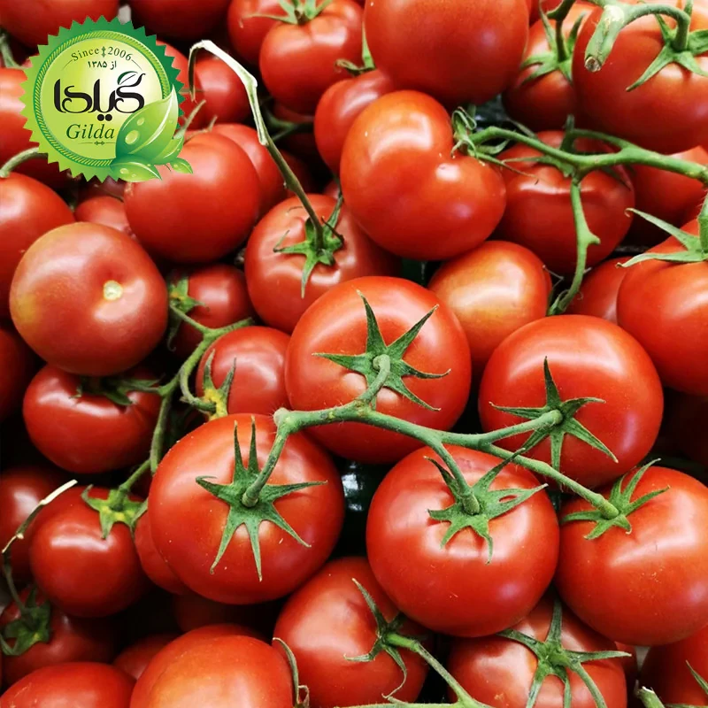 بذر گوجه ارلی اوربانا گیلدا کد 558