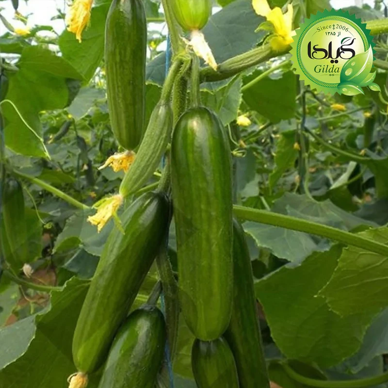 بذر خیار بوته ای آریا گیلدا کد 641