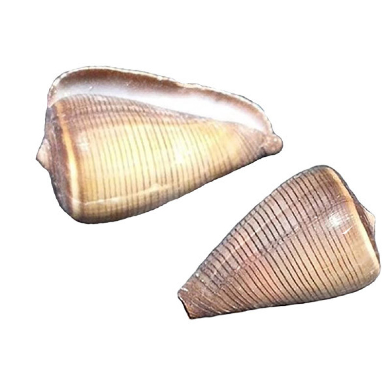 صدف تزئینی مدل GRP 200 بسته 2 عددی