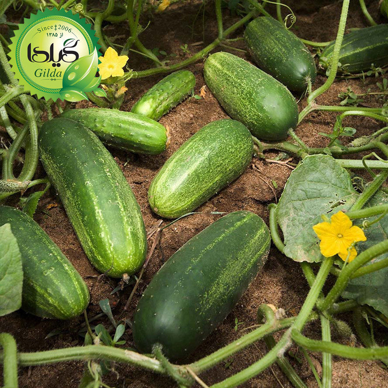 بذر خیار اصفهان گیلدا کد 645