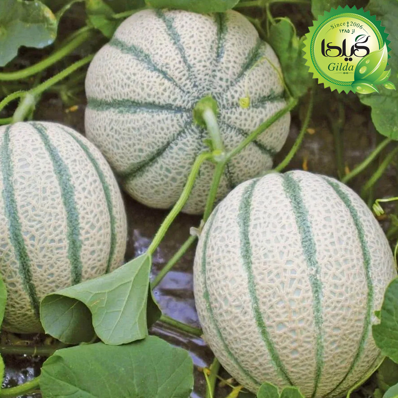 بذر طالبی سمسوری زودرس گیلدا کد 749