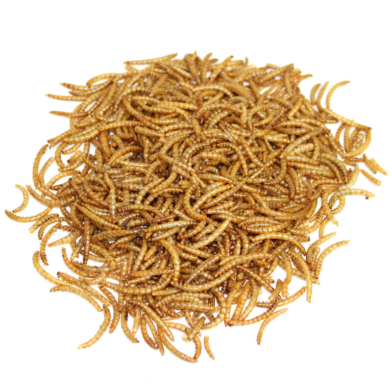 غذای تشویقی پرندگان مای پتز مدل Mealworm وزن 70 گرم